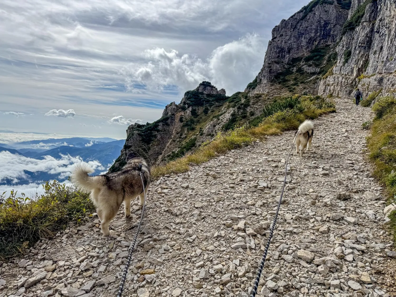 Joytale Guinzaglio Corda Addestramento Cane 5 m arancione