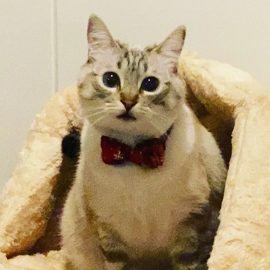 Joytale Natalizio collare gatto plaid rosso verde antistrozzo