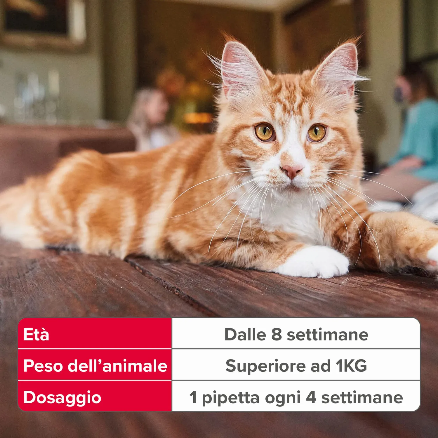 Beaphar FIPROtec Spot On Antiparassitario Gatto 3 Pipette pulci