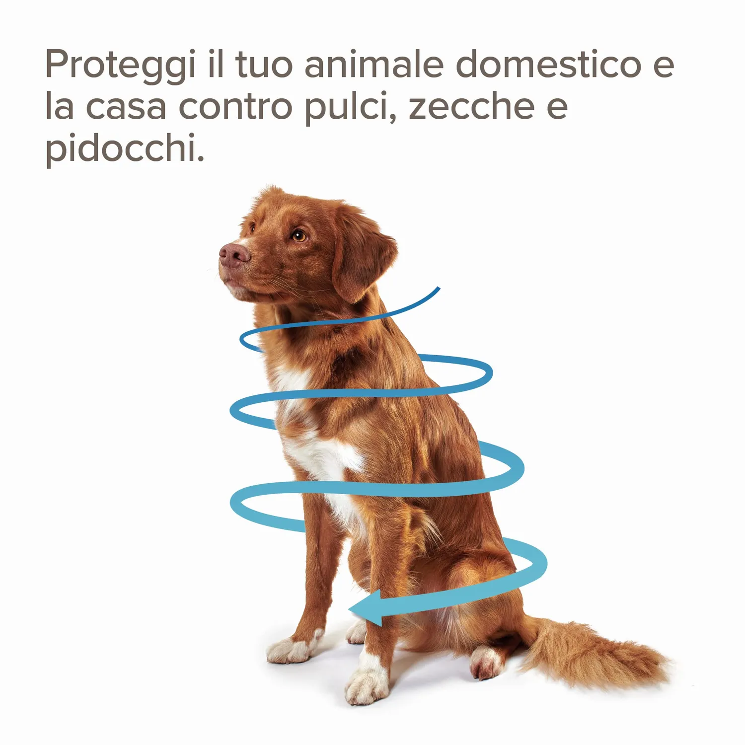 Beaphar Combotec antiparassitario cane 2-10 kg 3 pipette pulci