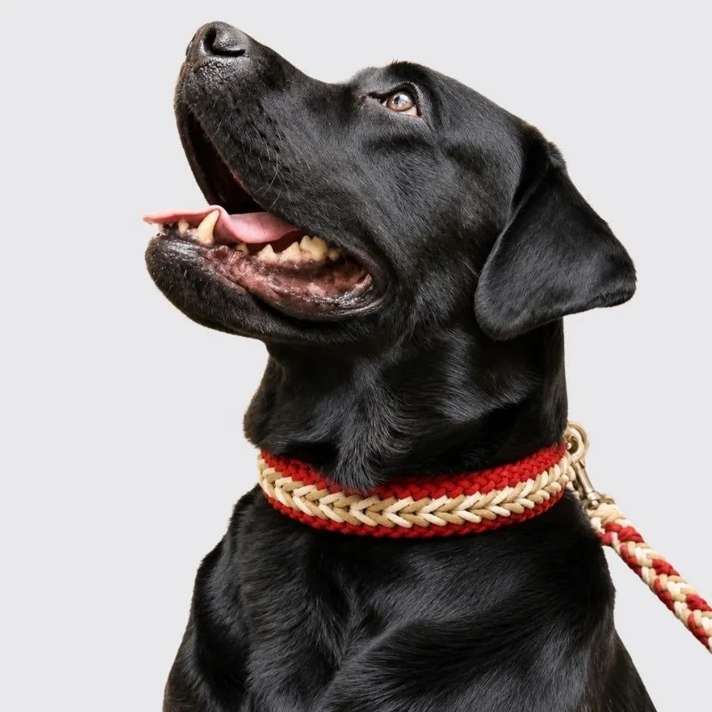 LabArt Dog Winner collare 25 mm per taglia media grande