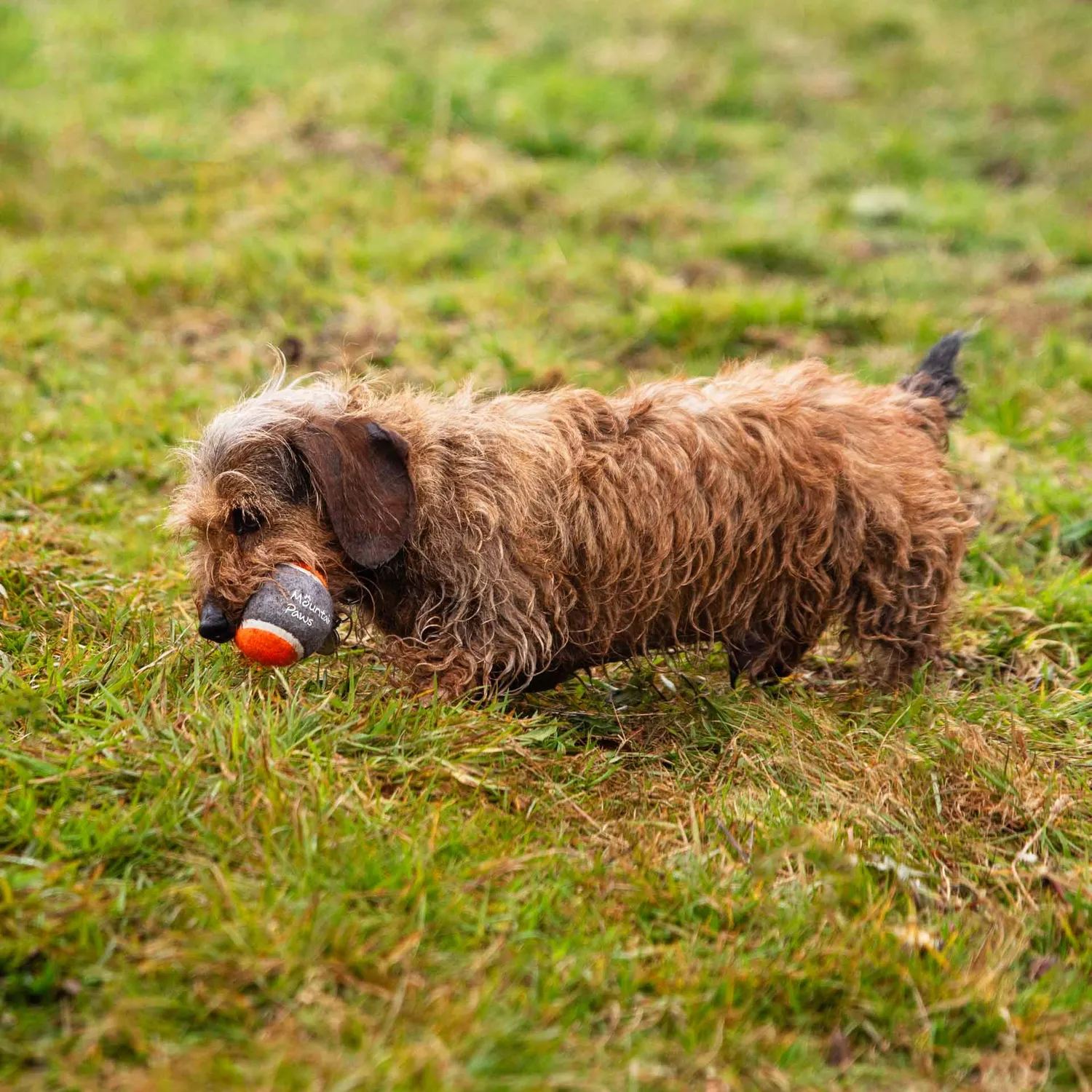 Mountain Paws palline tennis cane arancioni 3 pezzi