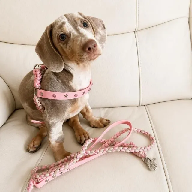 LabArt Dog Strass pettorina paracord mini