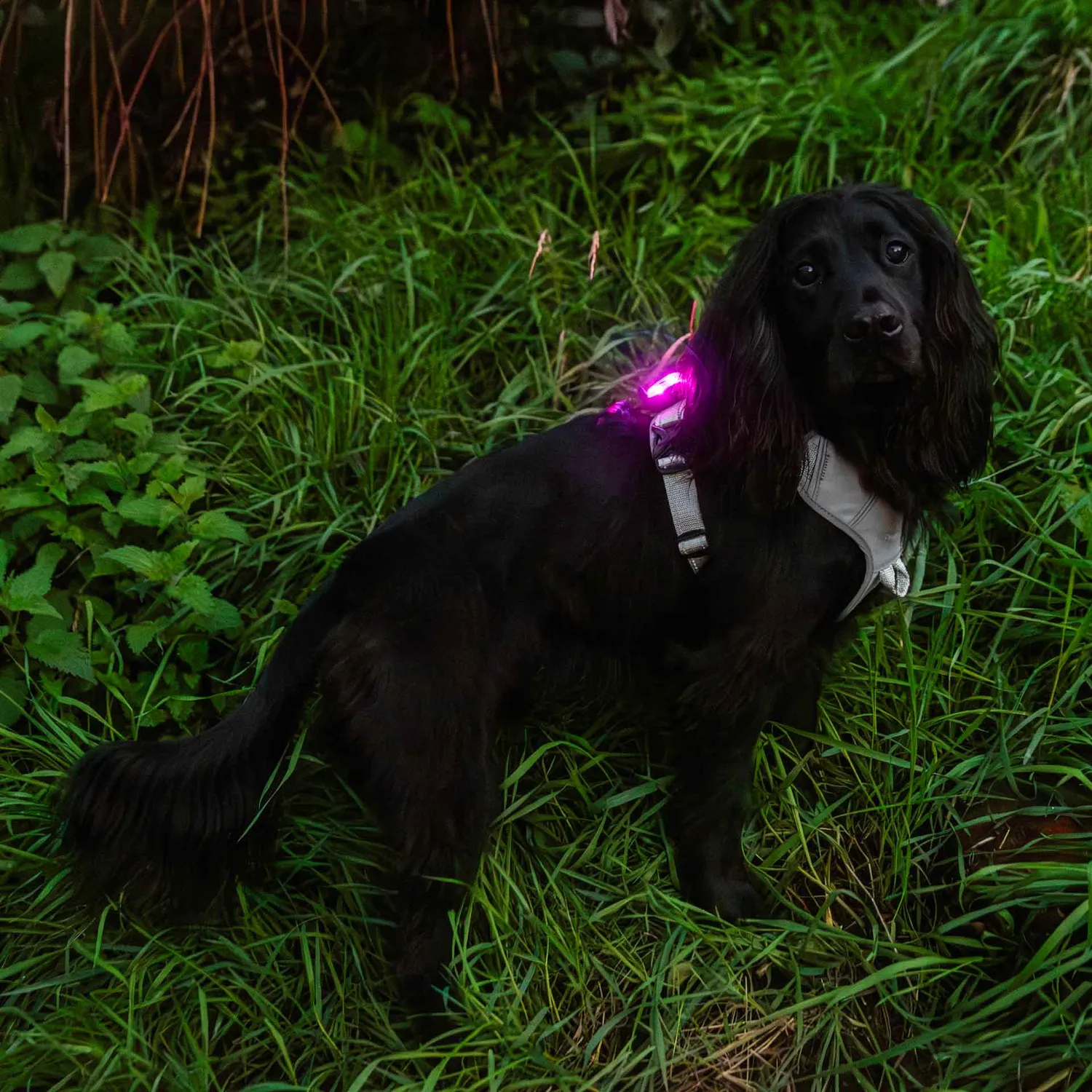 Mountain Paws Safety Light luce cane LED 1 pz 4 colori