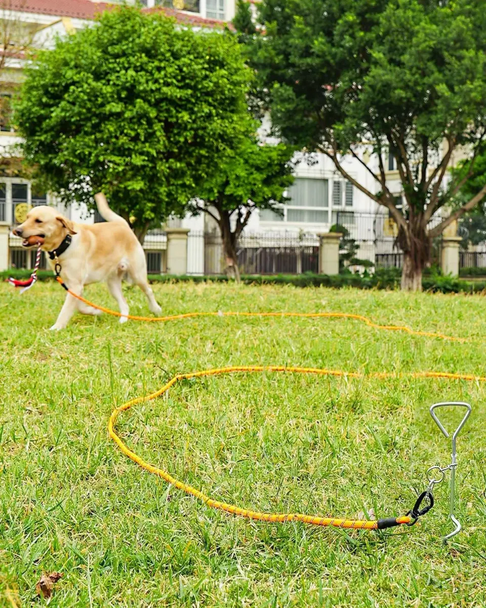 Joytale Guinzaglio Corda Addestramento Cane 5 m arancione