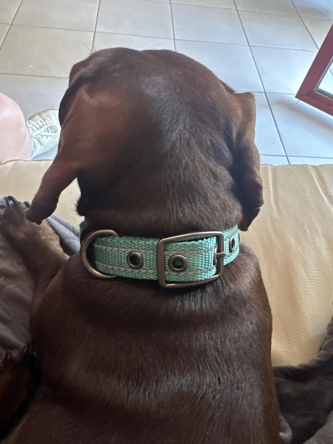 Joytale Collare Cane Imbottito Blu Scuro Taglia S Riflettente