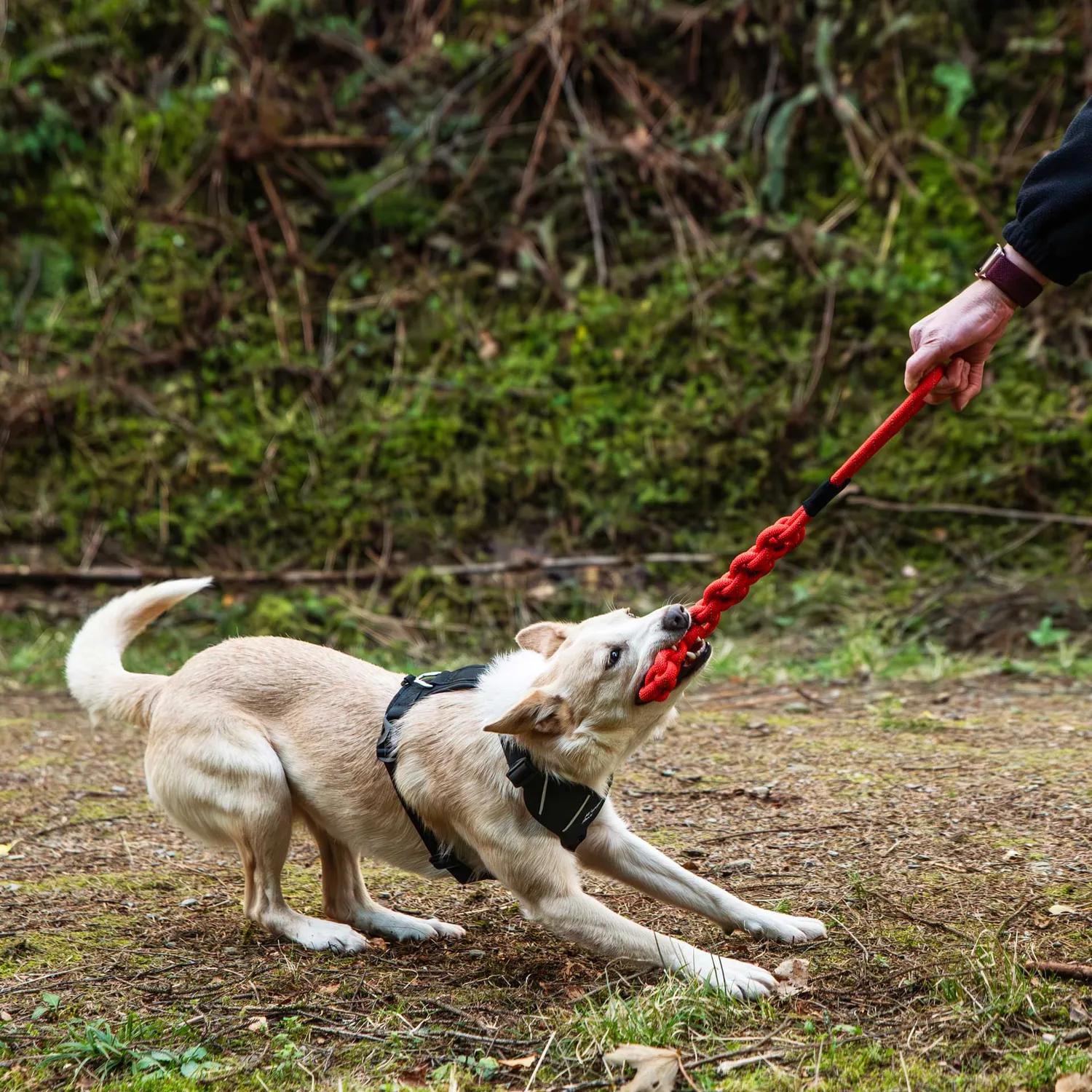 Mountain Paws Flat Rope gioco cane in corda 11 mm