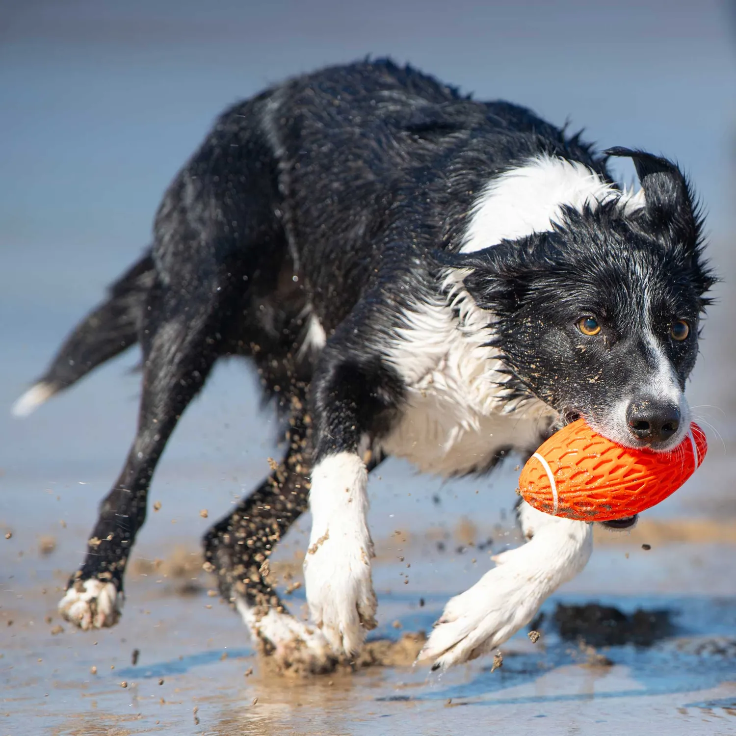 Mountain Paws Rugby Ball giocattolo per cani resistente