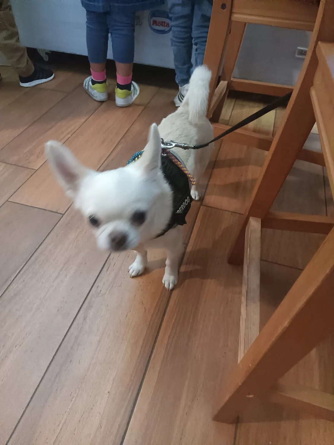 Beaphar Protezione Naturale Spot-On Cane Medio 3 pipette