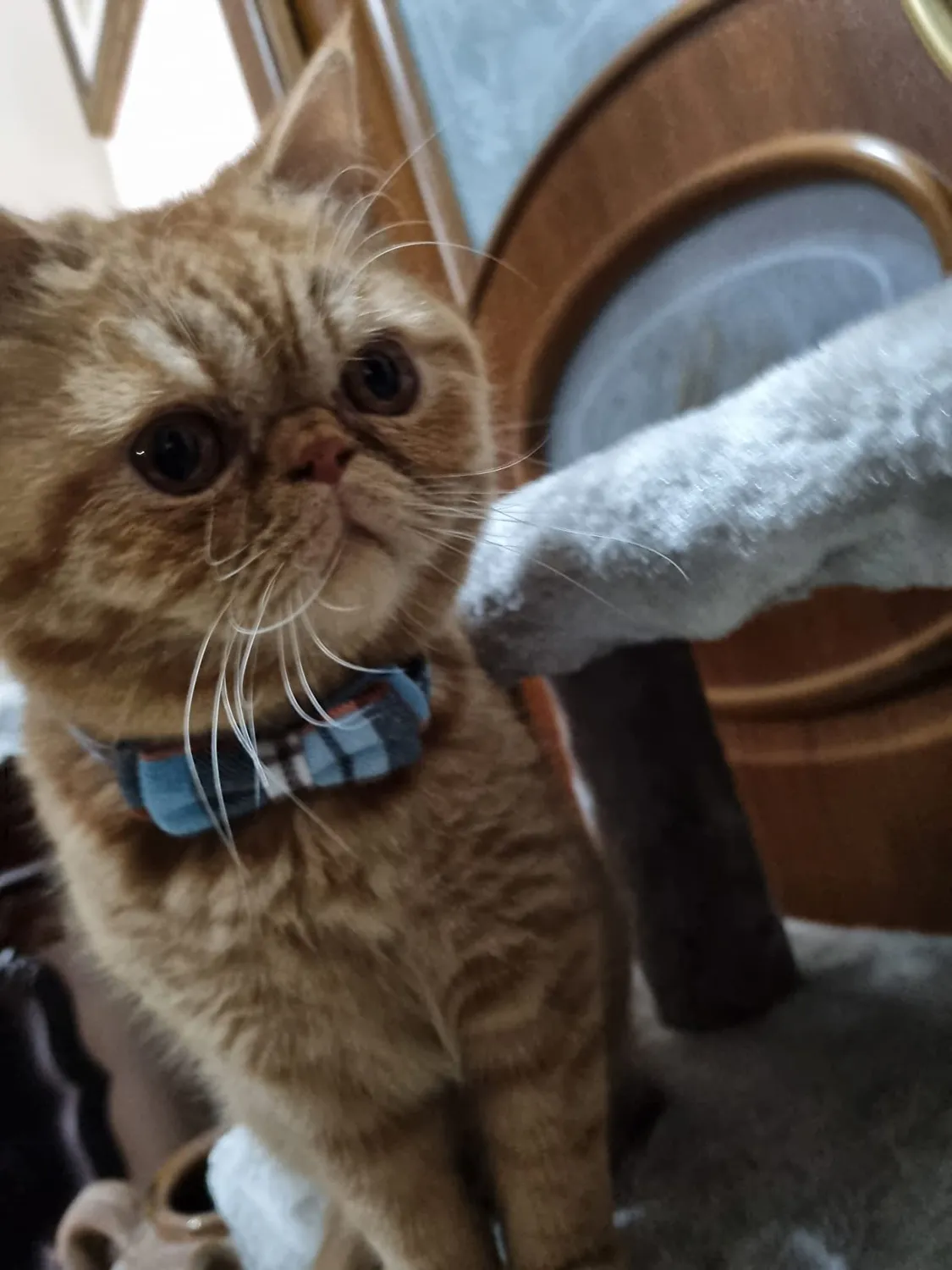 Joytale Natalizio collare gatto plaid rosso verde antistrozzo