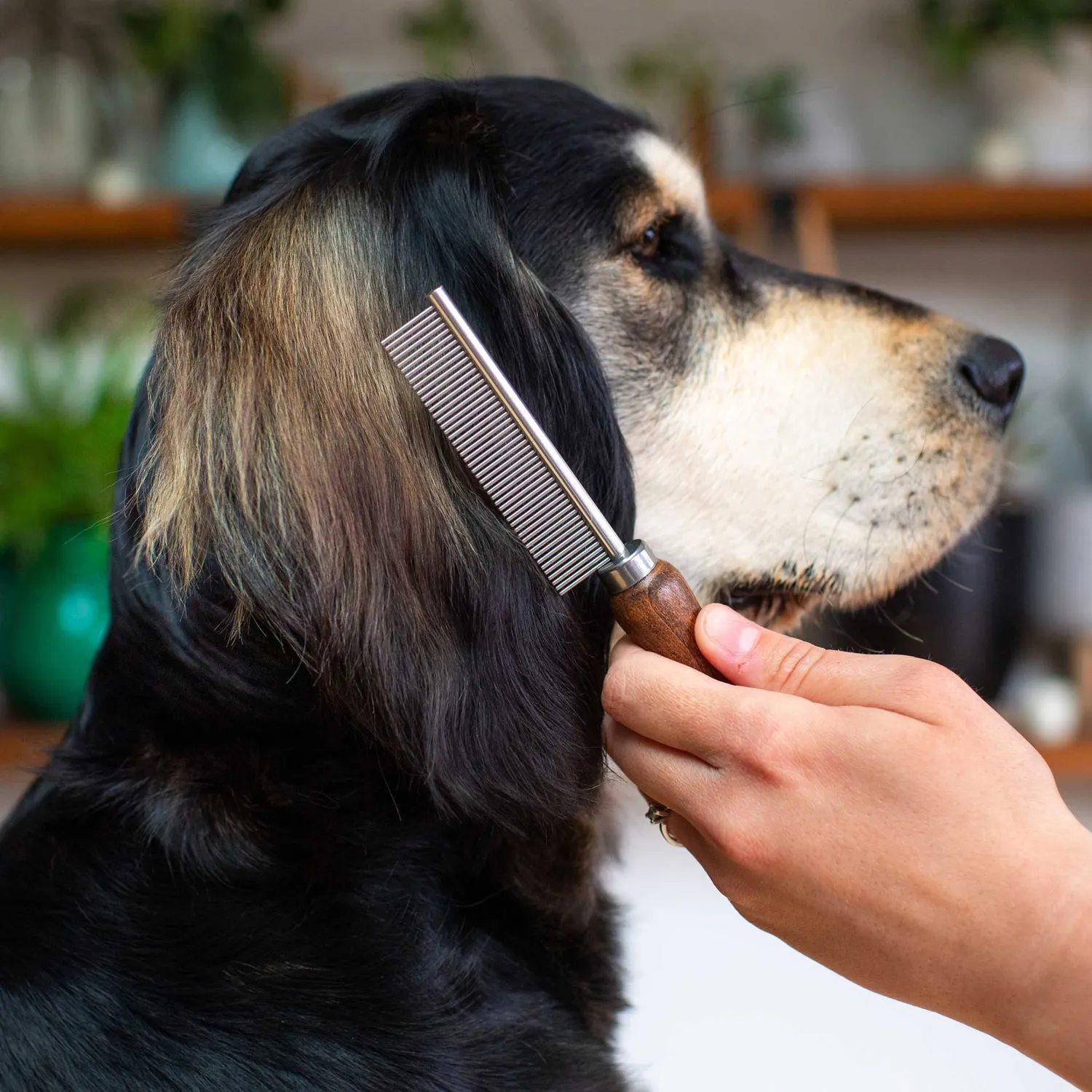 Mountain Paws Metal Grooming pettine cane metallo nodi
