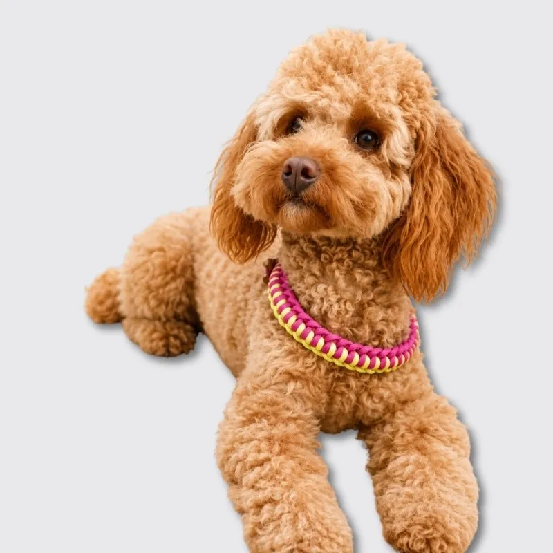 LabArt Dog Y 2.0 Macramè pettorina paracord