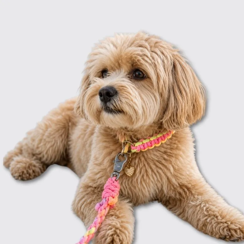 LabArt Dog Lead Rope Toy 4 fili guinzaglio paracord toy