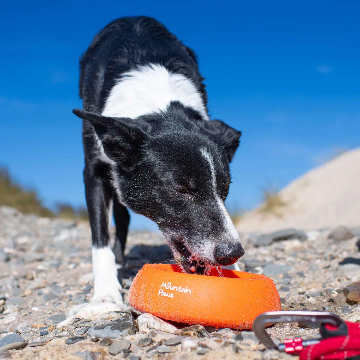 Mountain Paws Splashproof ciotola cane antispruzzo 700 ml