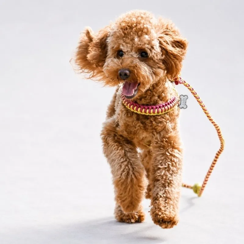 LabArt Dog Y 2.0 Macramè pettorina paracord