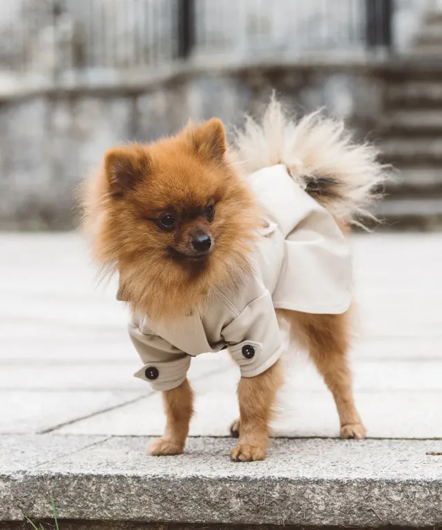 Royal Dog Trench Londra Girl trench antipioggia
