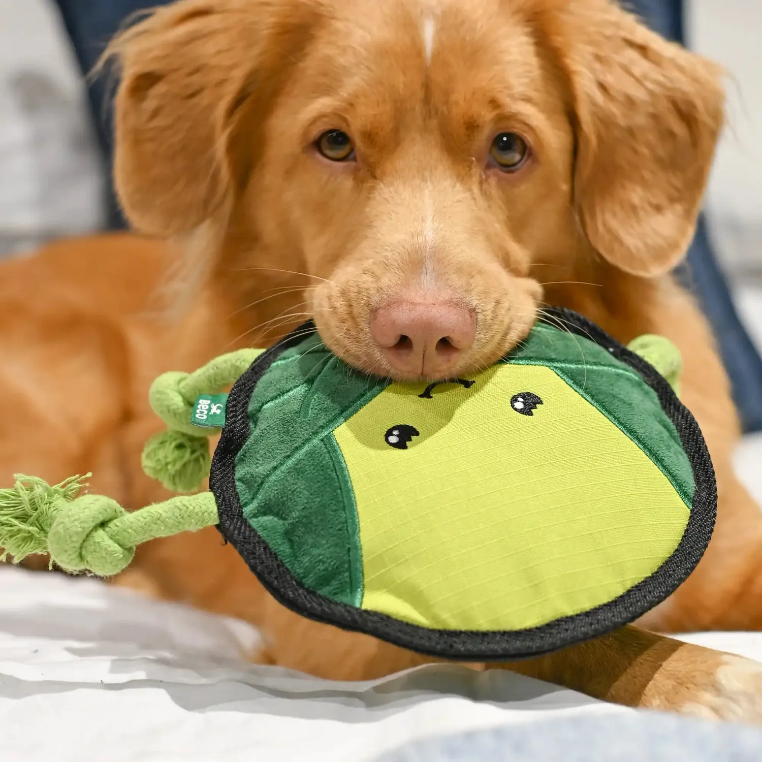 Beco Pets Russell Sprout peluche cane con corda