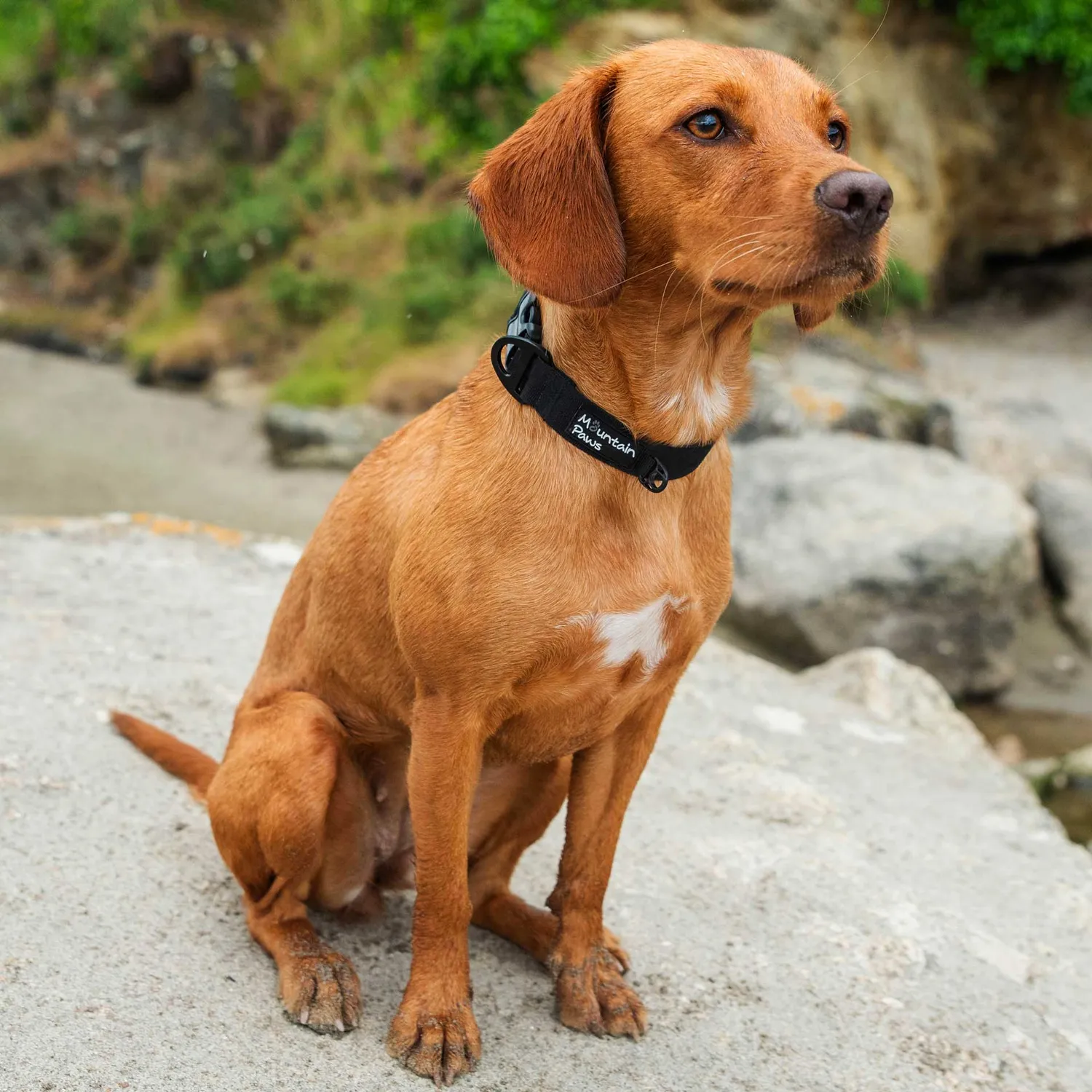 Mountain Paws Extra Tough collare cane nylon resistente