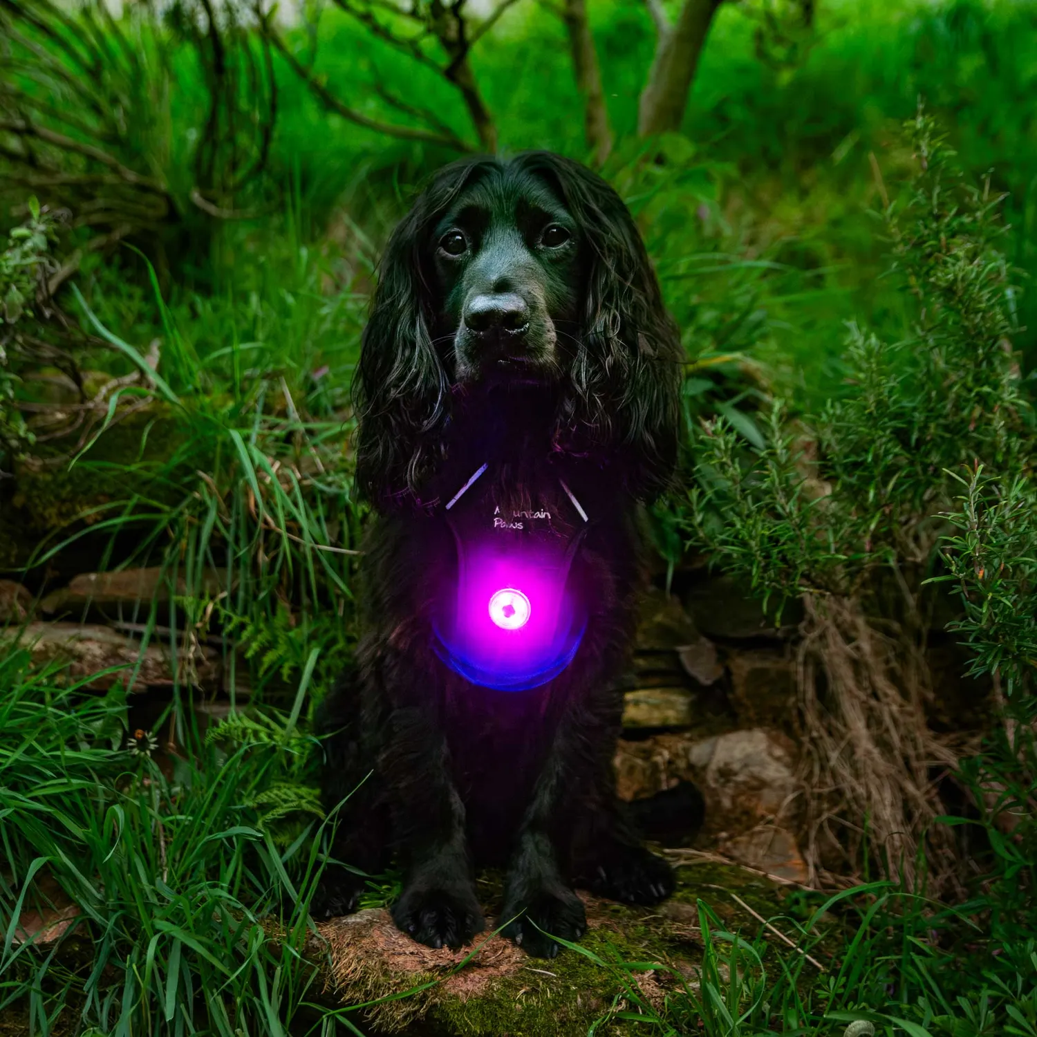 Mountain Paws Luce Sicurezza Cane LED 1 Pezzo Resistente Acqua