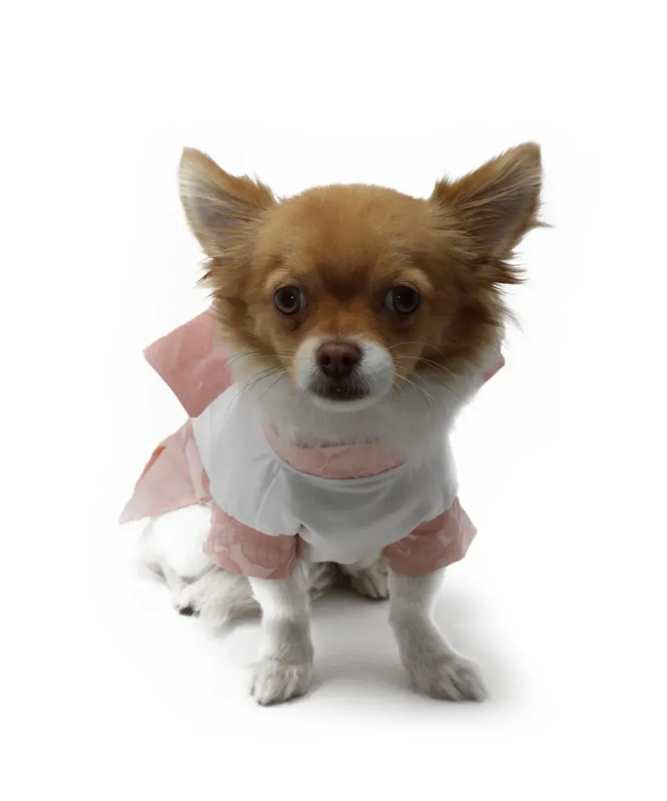 Royal Dog Flower Dress vestito cane fiocco