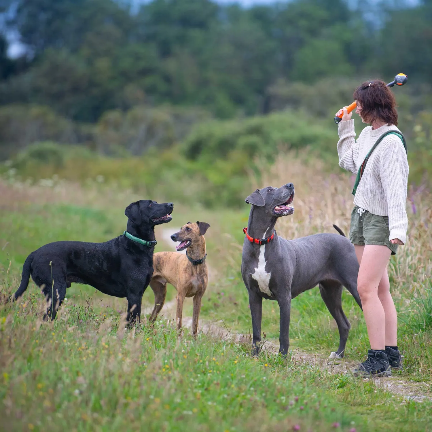 Mountain Paws lanciapalla cane telescopico con pallina