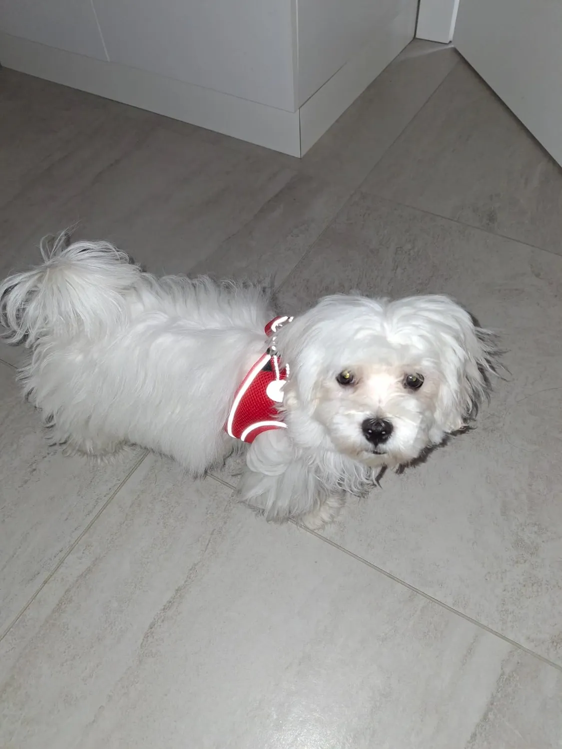 Joytale pettorina cane verde acqua S traspirante anti-soffoco