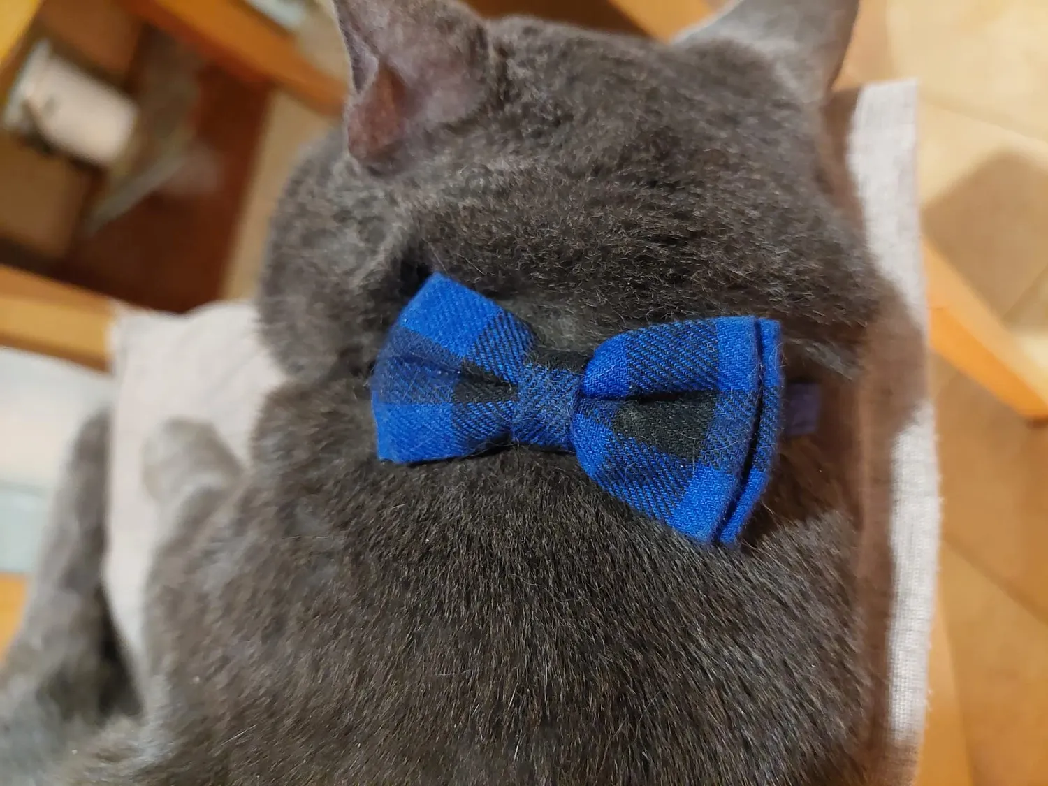 Joytale Natalizio collare gatto plaid rosso verde antistrozzo