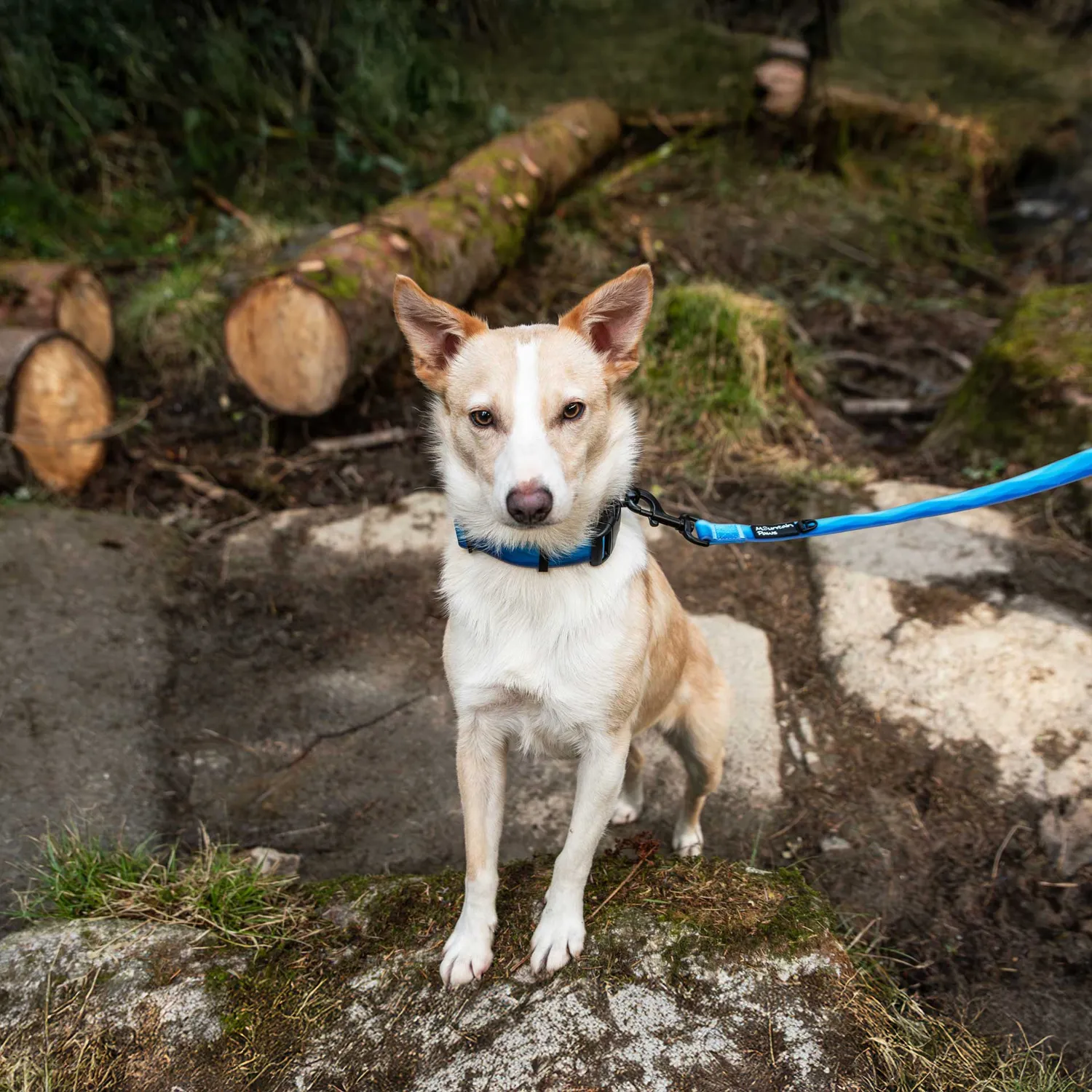 Mountain Paws Lead guinzaglio impermeabile per cani