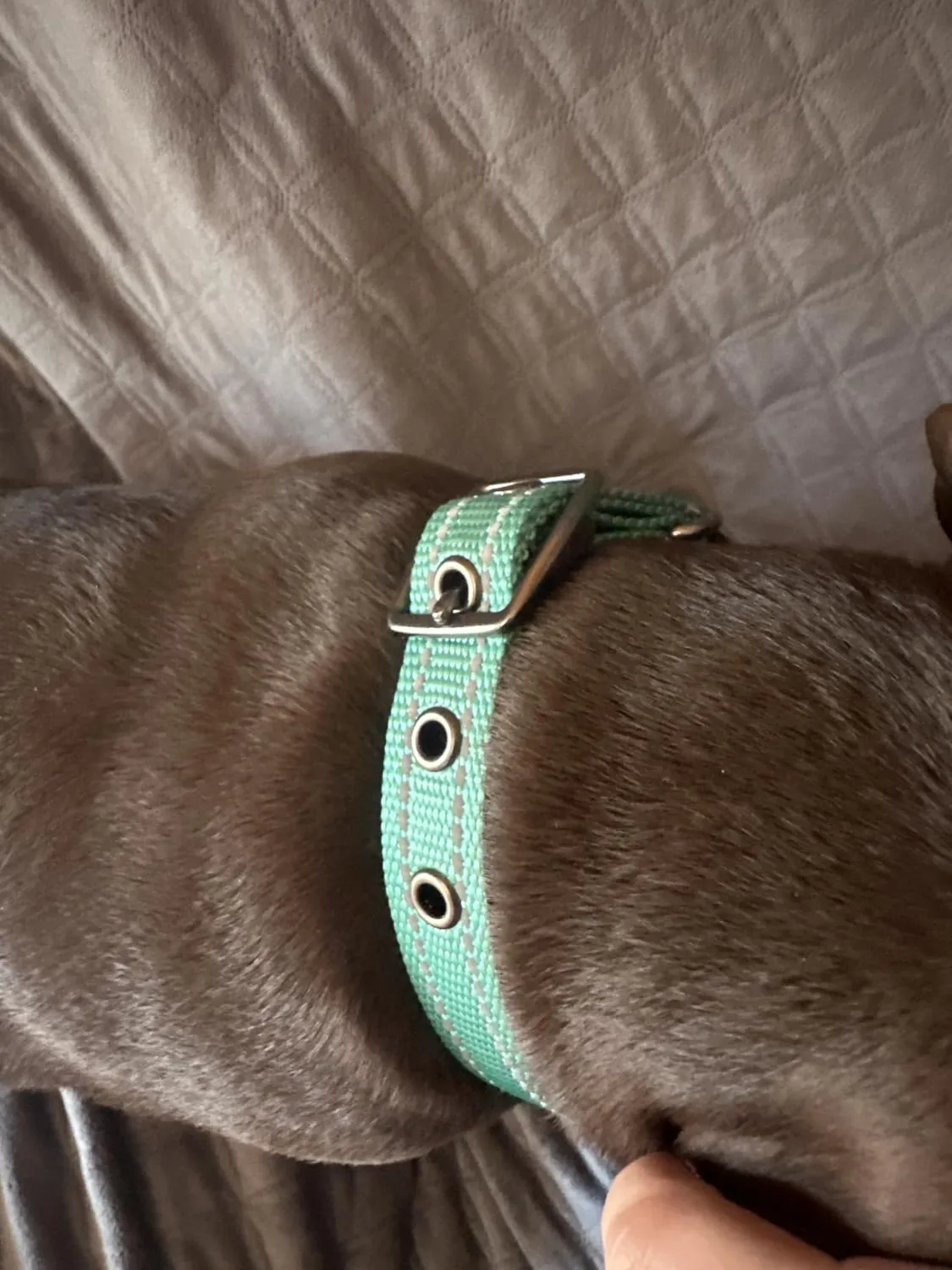 Joytale Collare Cane Imbottito Blu Scuro Taglia S Riflettente