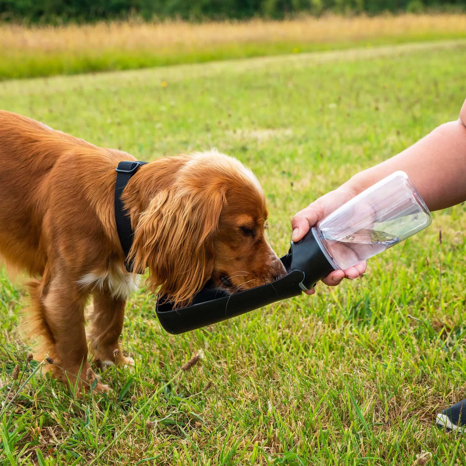 Mountain Paws Borraccia Cane Pieghevole con Ciotola
