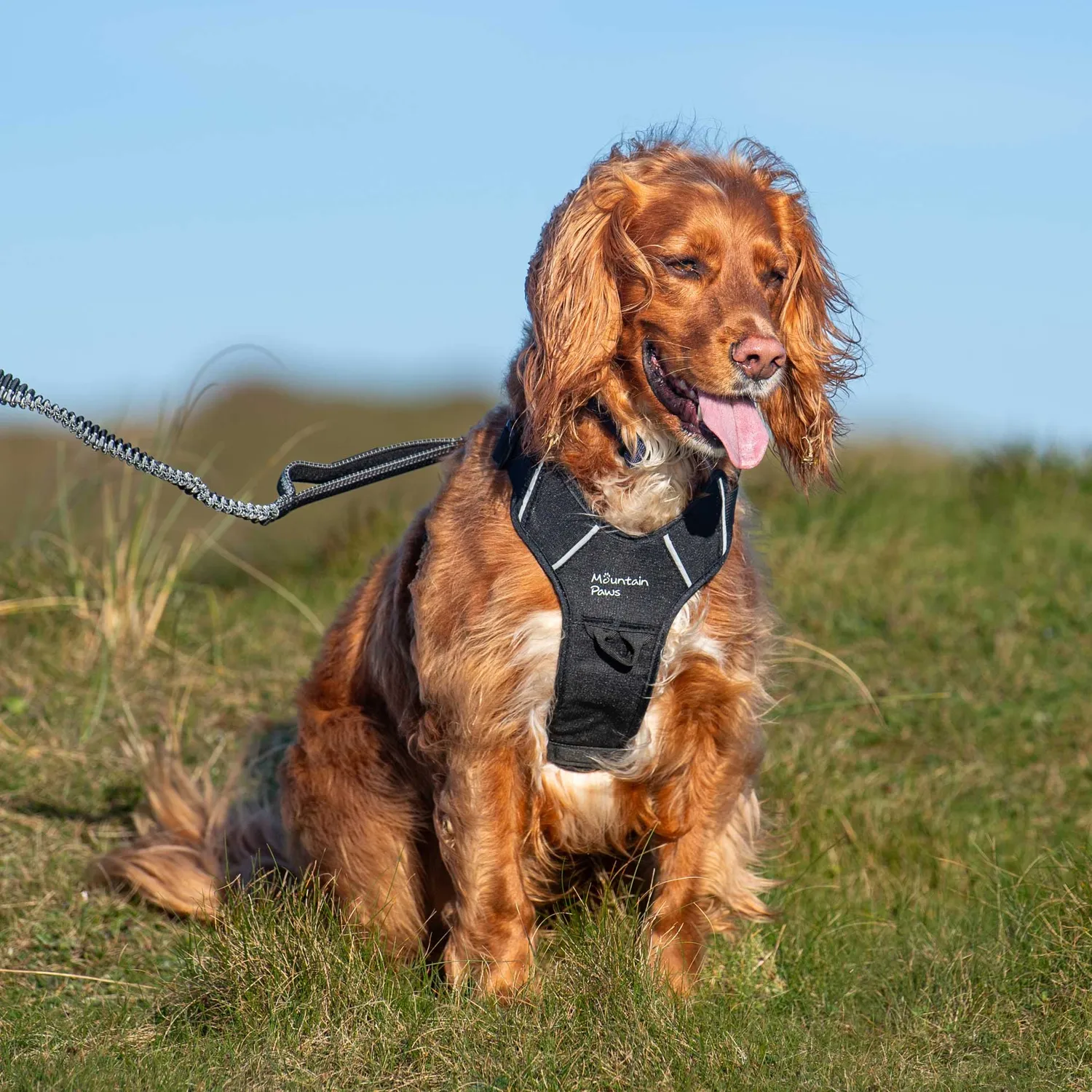 Mountain Paws Harness pettorina cane regolabile rifrangente