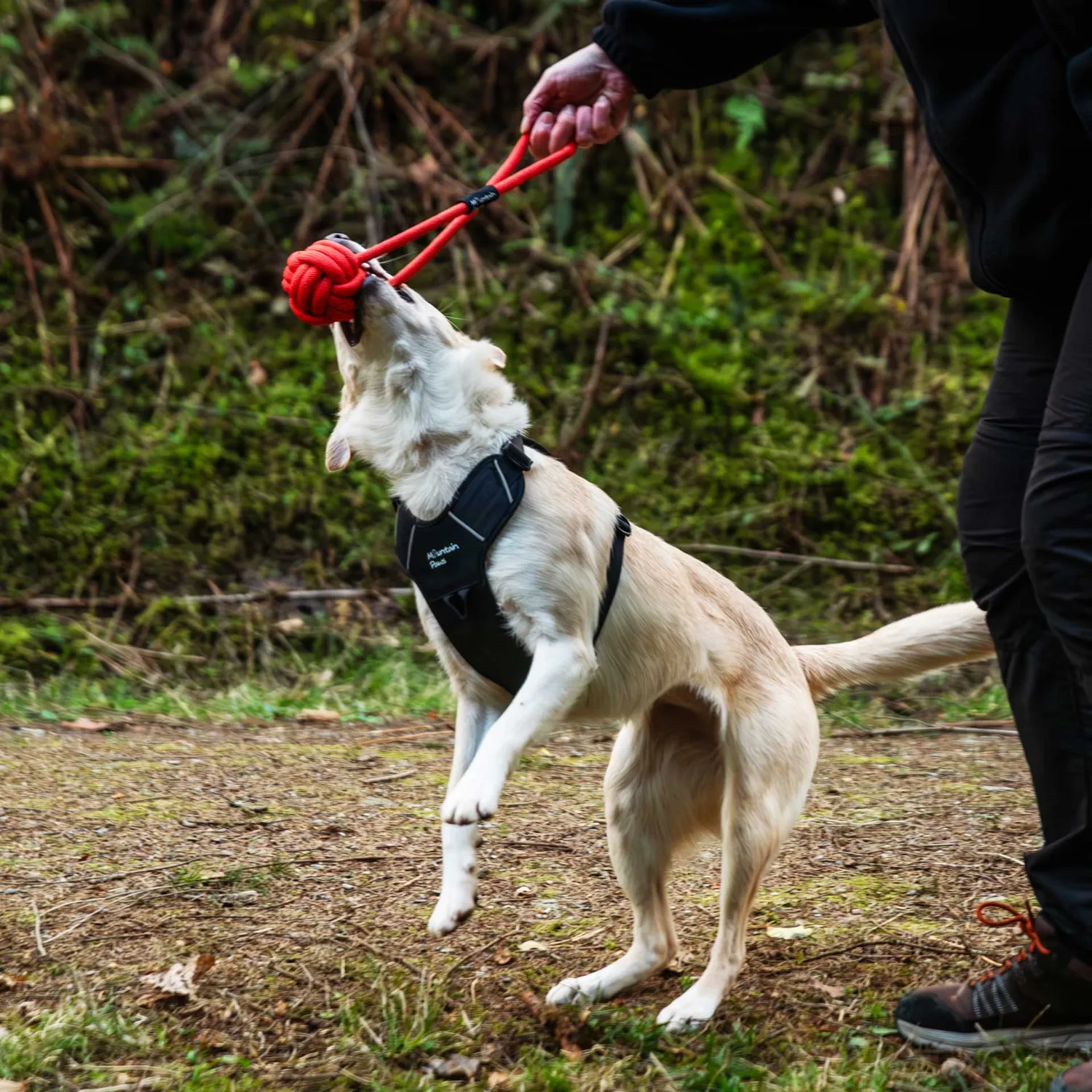 Mountain Paws Ball Rope gioco cane corda arancione