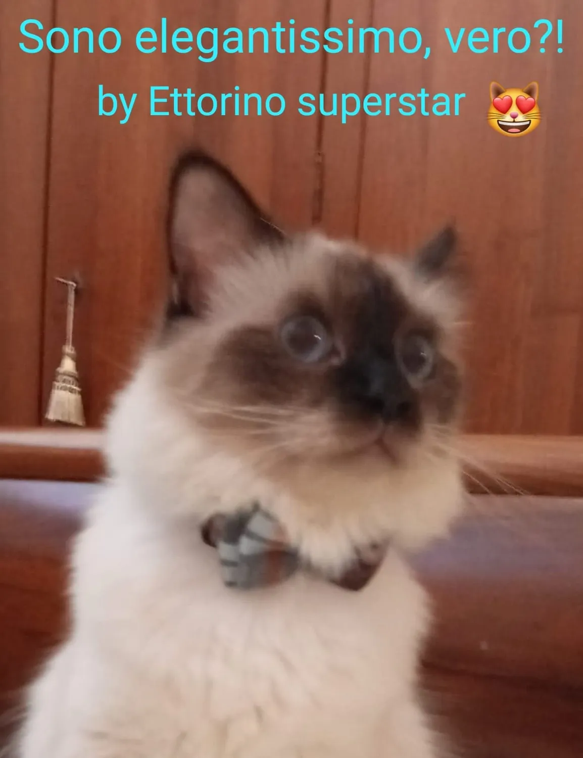 Joytale Natalizio collare gatto plaid rosso verde antistrozzo