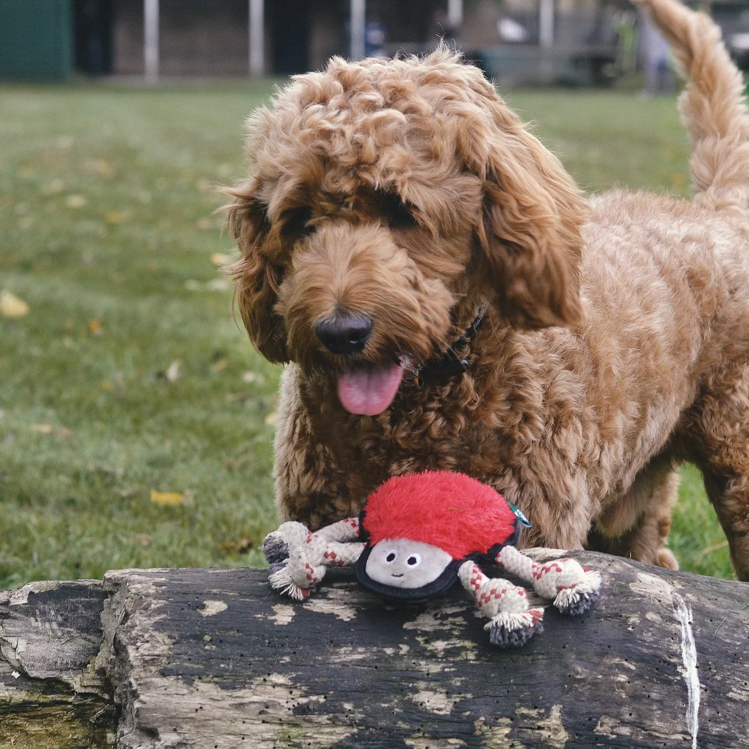 Beco Pets Ragno peluche per cani tenace