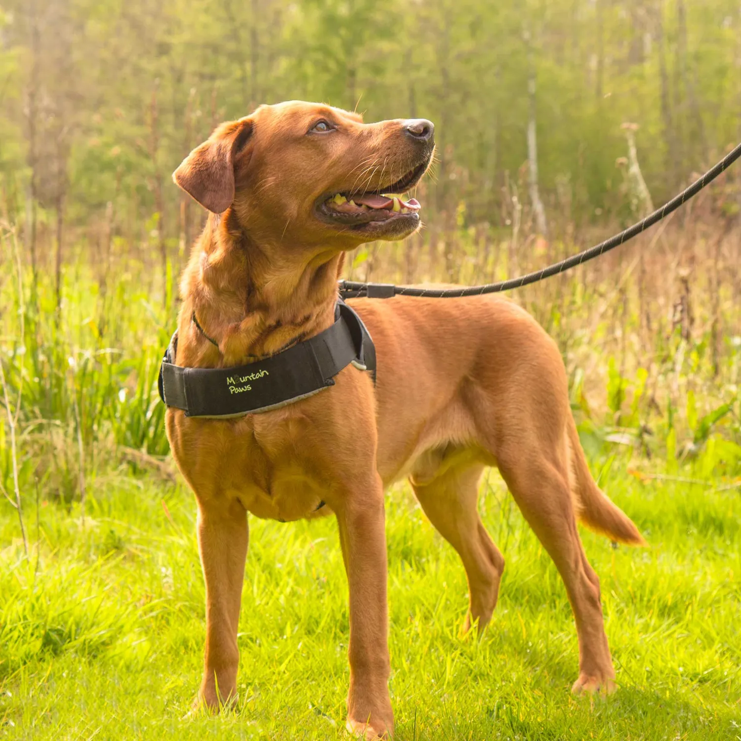 Mountain Paws Extra Tough pettorina cane robusta