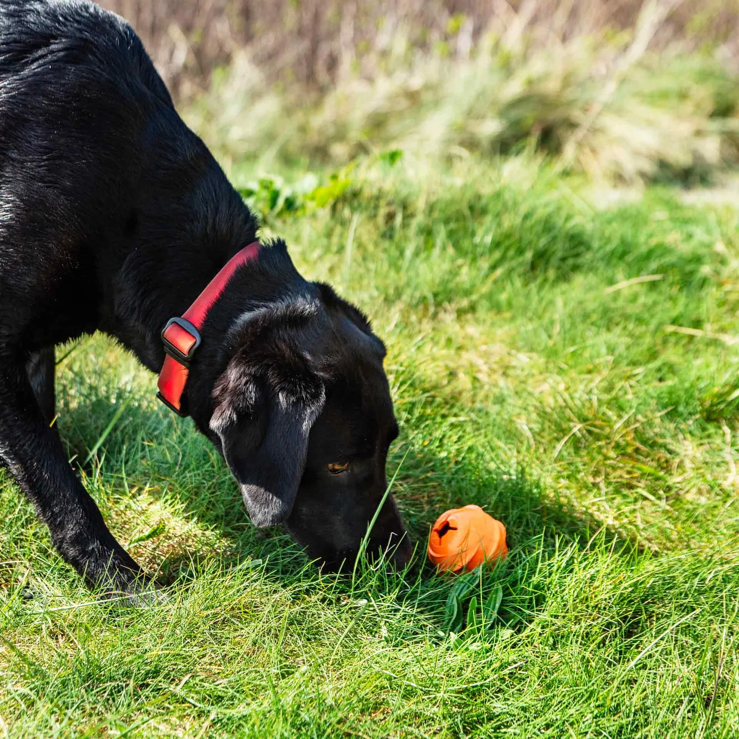 Mountain Paws Dog Treat Ball Dispenser palla porta premi