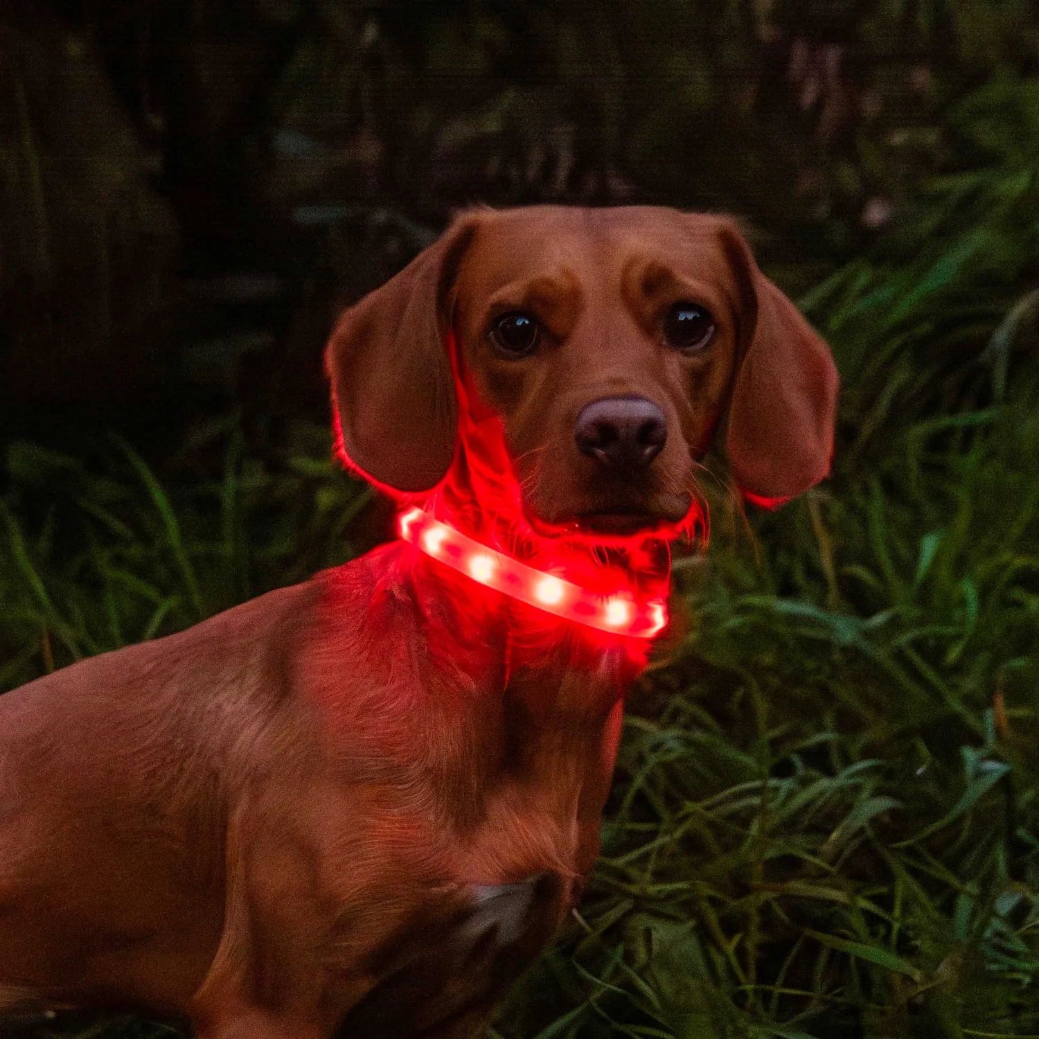 Mountain Paws Collar Light collare cane LED USB-C colori