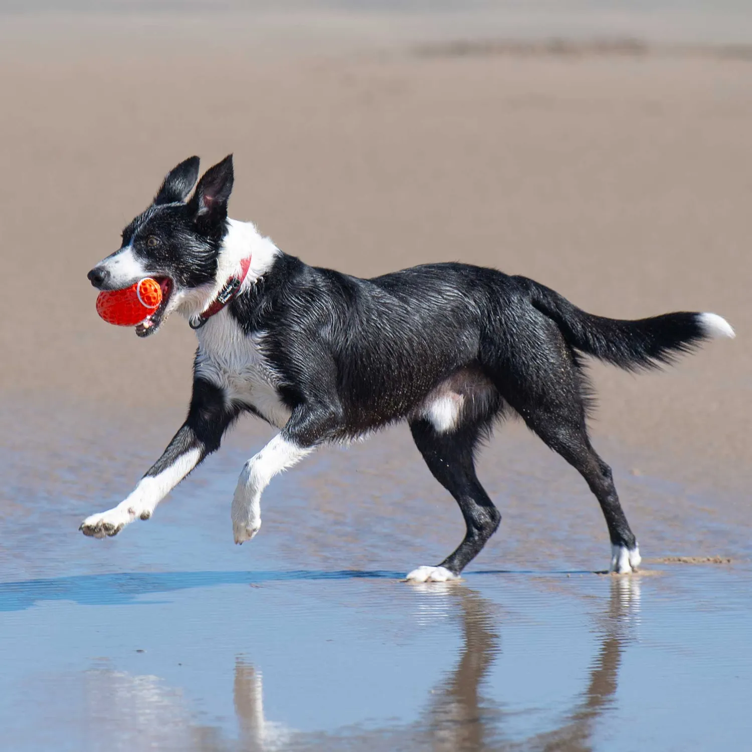 Mountain Paws Rugby Ball giocattolo per cani resistente