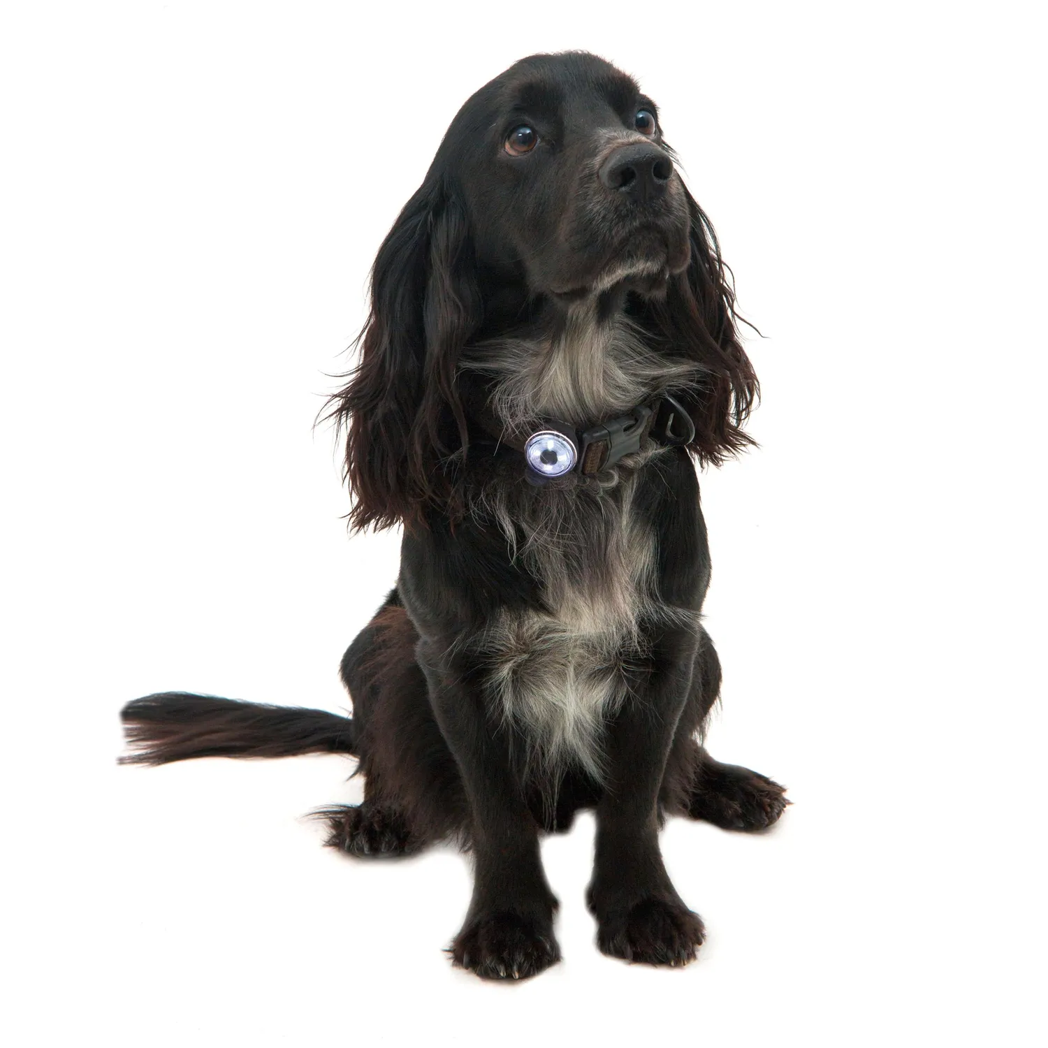 Mountain Paws Luce Sicurezza Cane LED 1 Pezzo Resistente Acqua