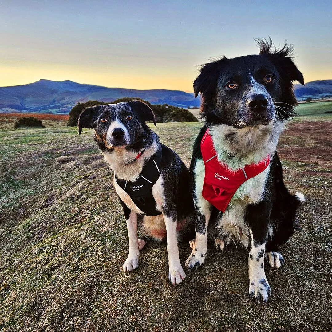 Mountain Paws Harness pettorina cane regolabile rifrangente