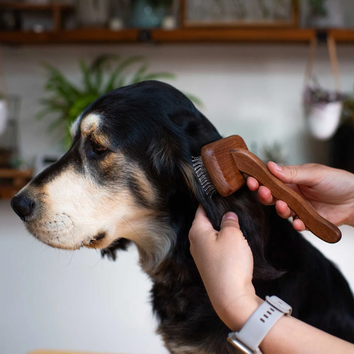 Mountain Paws Pin Dog Brush spazzola a spilli per cani
