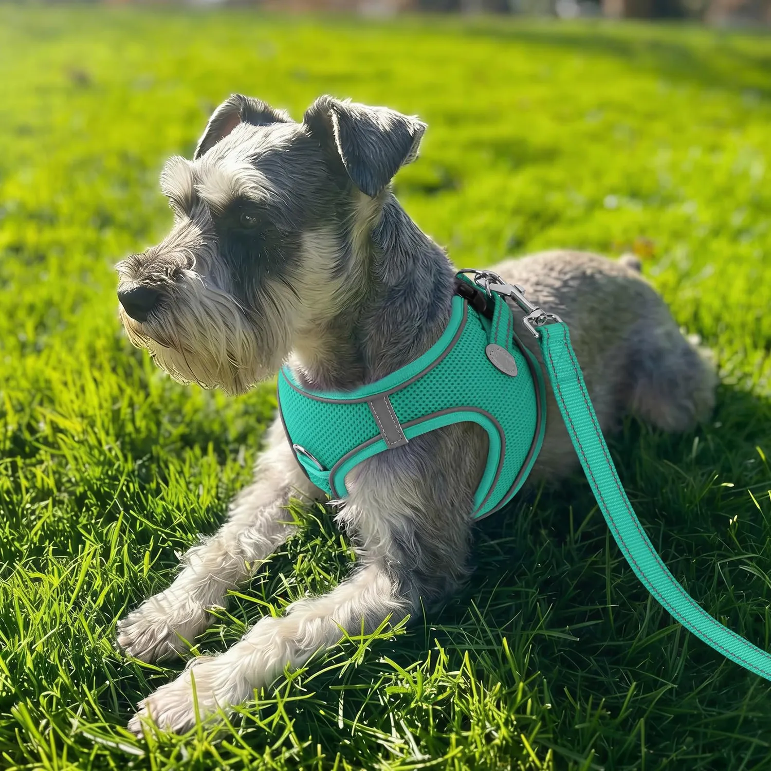Joytale pettorina cane verde acqua S traspirante anti-soffoco