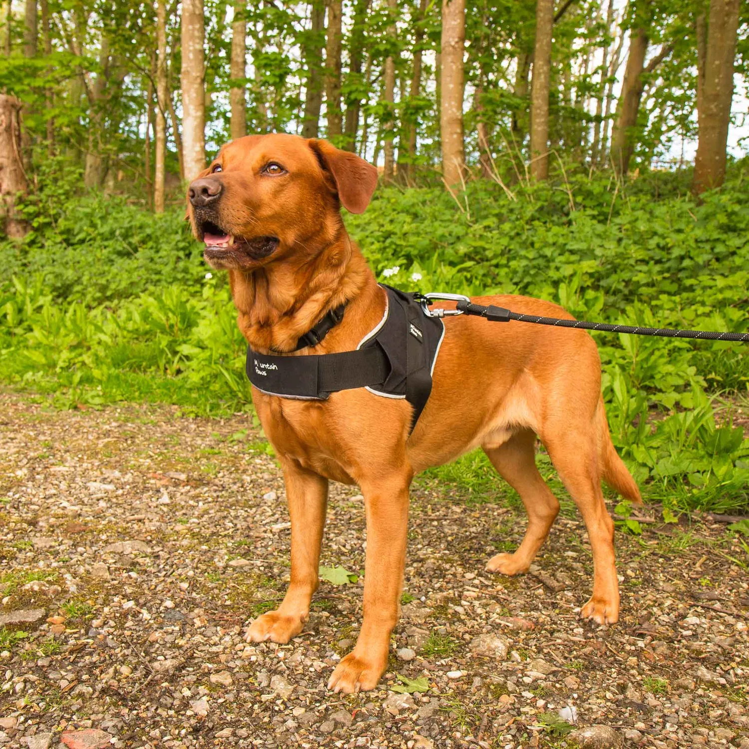 Mountain Paws Extra Tough pettorina cane robusta