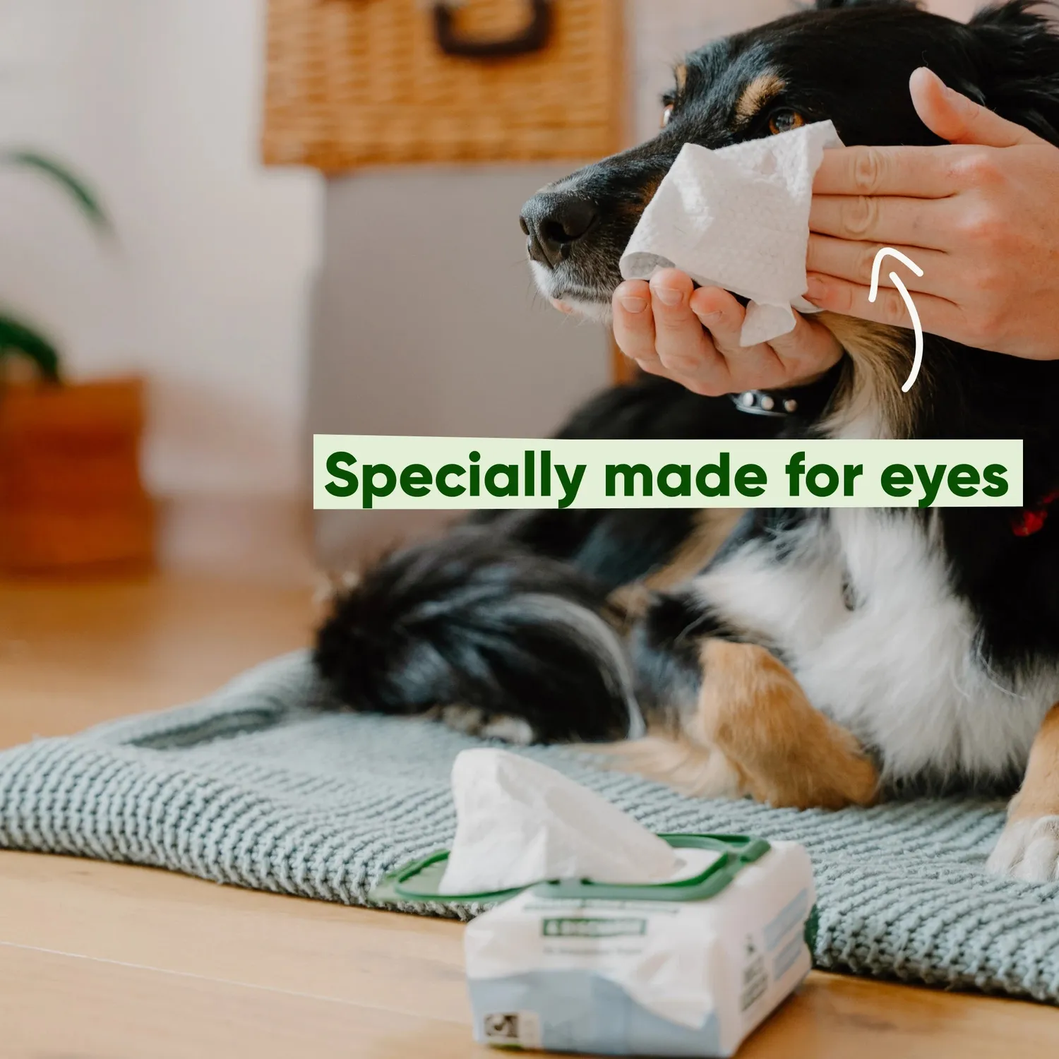 Beco Pets Salviette Occhi Cane Cetriolo e Aloe
