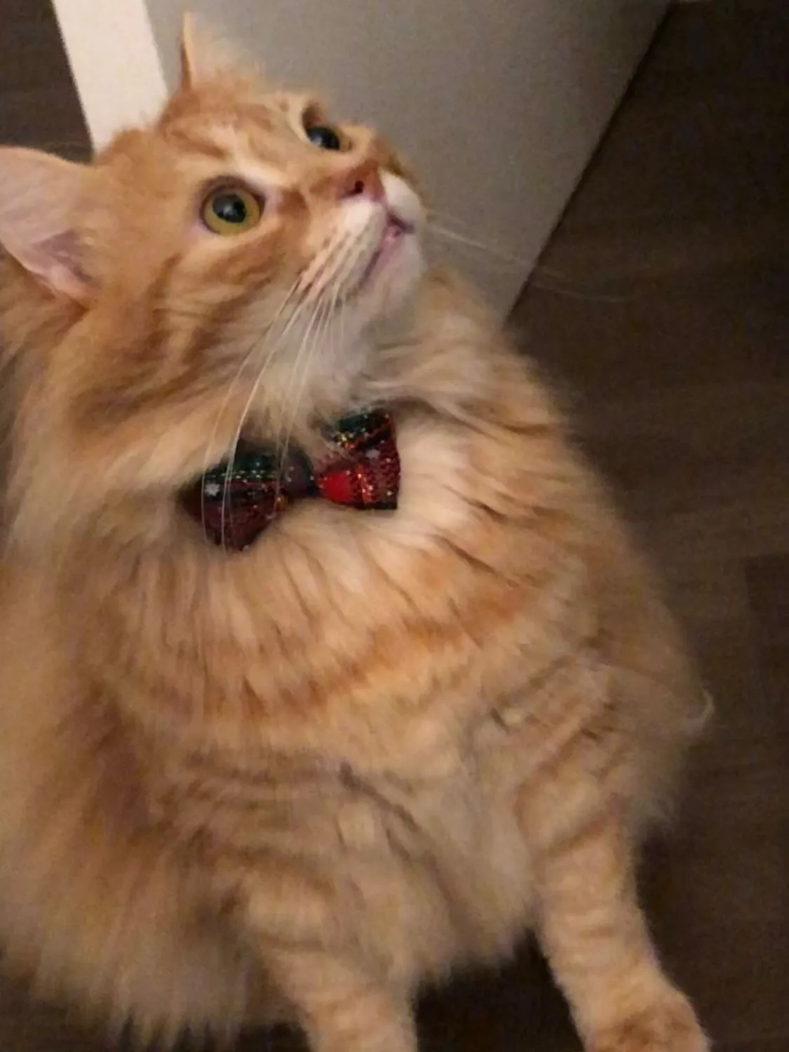 Joytale Natalizio collare gatto plaid rosso verde antistrozzo