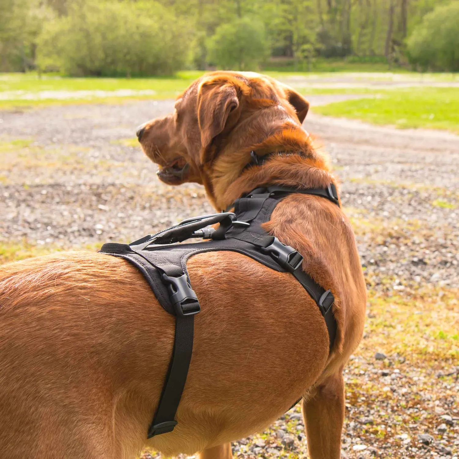 Mountain Paws 3 Strap pettorina per cani regolabile