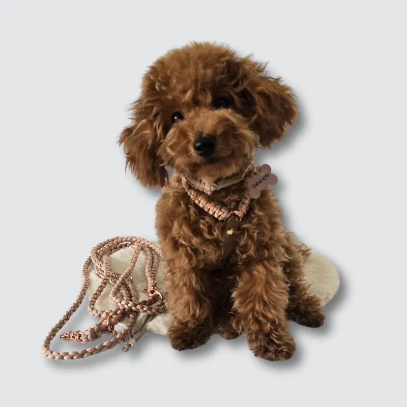 LabArt Dog Hands Free guinzaglio paracord 4 fili mini