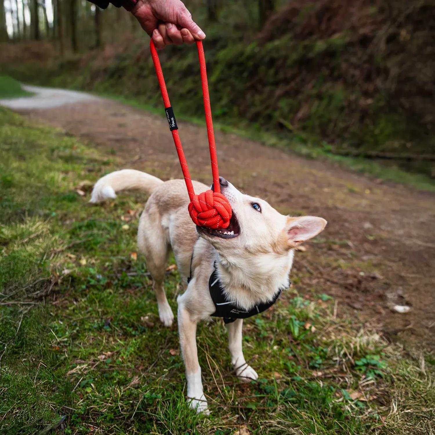Mountain Paws Ball Rope gioco cane corda arancione