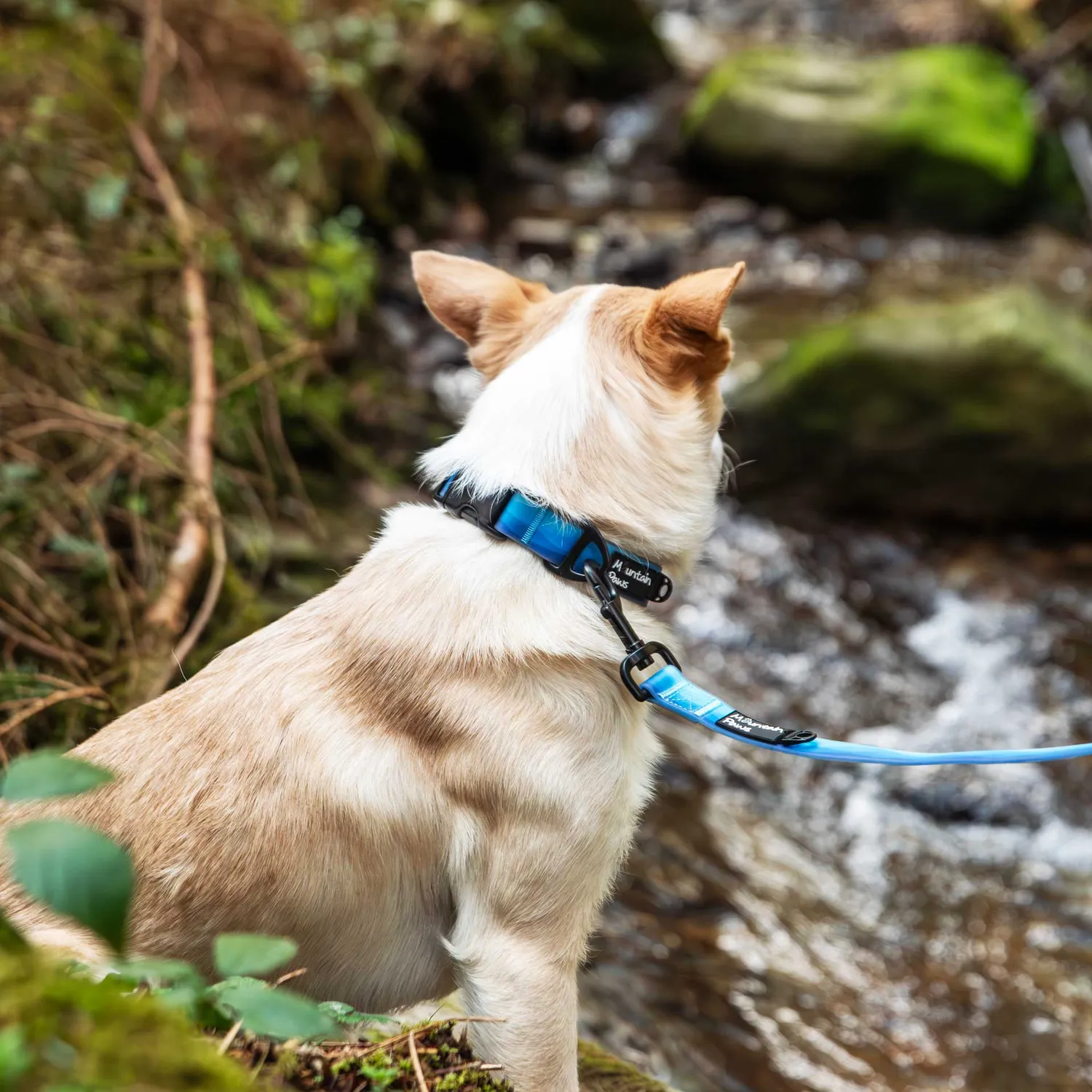Mountain Paws Waterproof collare cane impermeabile blu