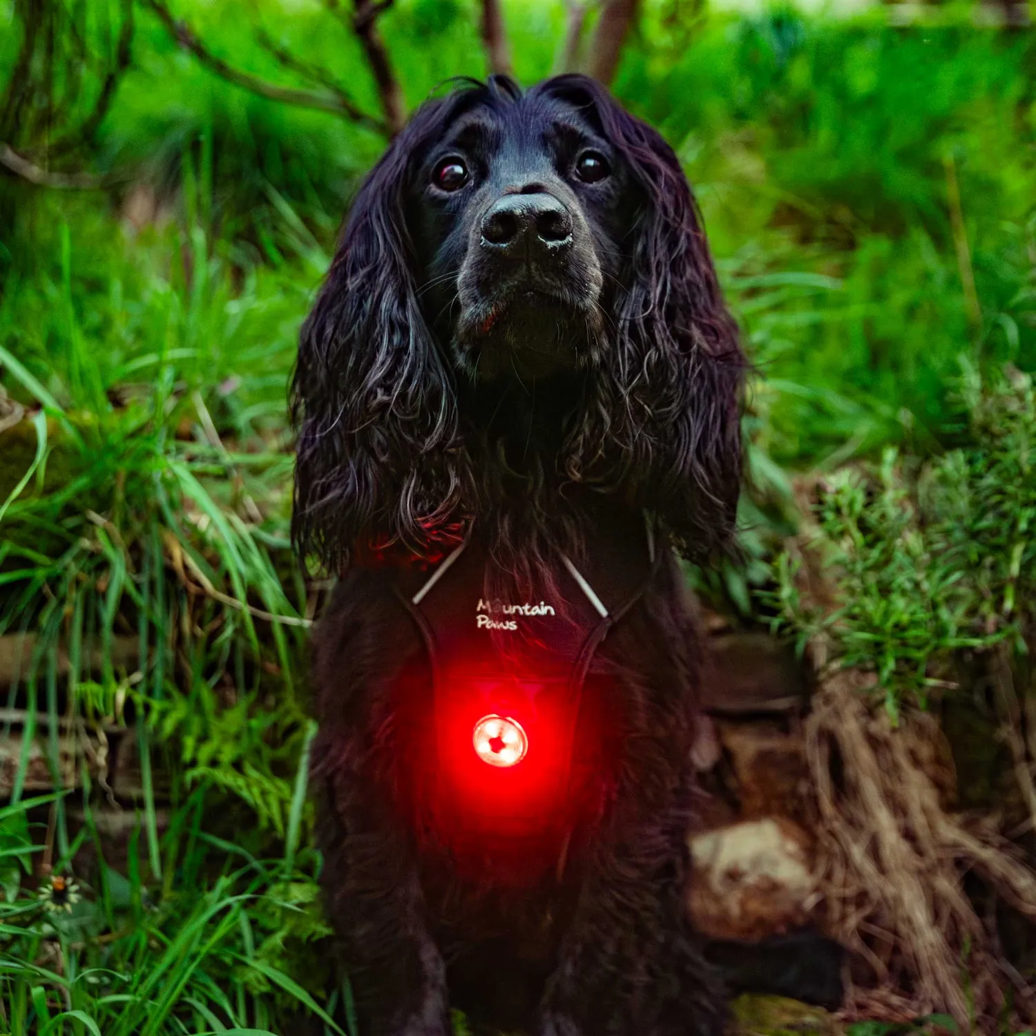 Mountain Paws Luce Sicurezza Cane LED 1 Pezzo Resistente Acqua